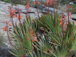 Kumara plicatilis aligned leaves